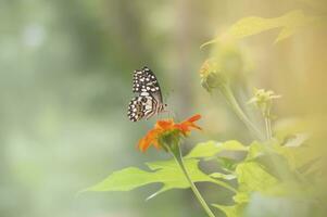 un mariposa es encaramado en un flor en el jardín foto