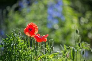 flower of poppy glowing in rays of sun. photo