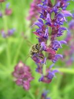 abejas recoger néctar desde el alpino sabio. foto