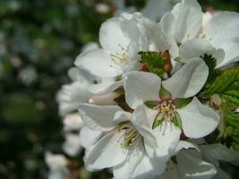 prunus tomentosa flores en el parque en primavera arbustos varios F foto