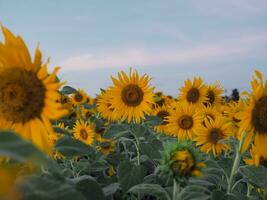 cerca arriba girasol en el girasol archivado foto