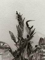 hojas de plantas en un pared fondo, neutral luz, blanco y negro de cerca foto