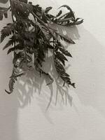 Leaves of plants on a wall background, neutral light, black-and-white close-up photo