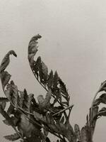 hojas de plantas en un pared fondo, neutral luz, blanco y negro de cerca foto
