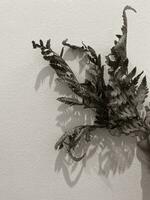 Leaves of plants on a wall background, neutral light, black-and-white close-up photo