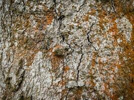 Tree bark texture, Tree trunk, Rough bark, Wood plank texture for texture background wood work photo