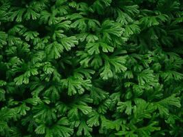 Green fern leaf texture for natural background photo