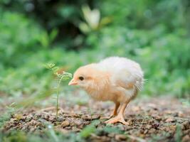 un pollo bebé en el jardín foto