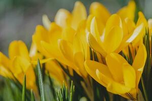 azafrán, azafrán o Croci ese floraciones en el prado. foto