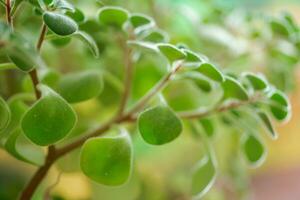 Green fluffy leaves of Aichryson, a tree of love close-up. is genus subtropical plants, mostly native to Canary Islands. Natural background for screensaver photo