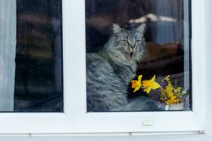 yawning cat in window of house. animal behind glass during coronavirus quarantine. Stay home concept. photo