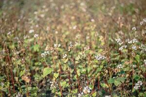 alforfón después escarcha. congelado hojas y flores de alforfón. plantas después agudo frío quebrar. muerto partes de plantas después escarcha. destruido cultivos, colapso de negocio. problemas de agronomía foto