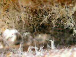 Wax moth larvae on an infected bee nest. The family of bees is sick with a wax moth. photo