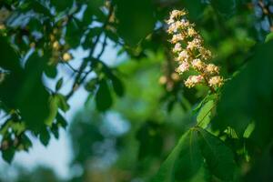 chestnut Flowers and buds on in spring. Bright green leaves close up. Background for spring screensavers on phone. rebirth of nature. Blooming buds on trees. photo