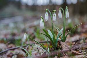 Galanthus, snowdrop three flowers against the background of trees. photo