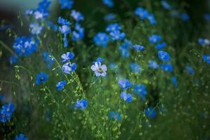 Blue large flowers of garden Linum perenne, perennial flax, blue flax or lint against sun. Decorative flax in decor of garden plot. flowerbed with classic blue flowers. photo