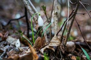 Galanthus, snowdrop three flowers against the background of trees. photo