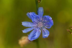 Common chicory, blue daisy, blue dandelion, blue jellyfish, blue weed, bunk, coffeeweed, cornflower, hendibeh, horseweed, ragged sailors, succory, wild bachelor's buttons, and wild endive blue flower close-up on field. photo