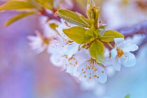 Prunus cerasus, sour cherry, tart , or dwarf, morello, amarelle, Montmorency cherry white delicate flower with young green leaves photo