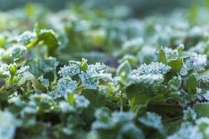 leaves of plants covered with ice crystals. Frost on ground. First frosts. Cold season. Fall cold. photo