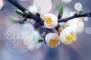 Text Spring Sale. Flowers of Cherry plum or Myrobalan Prunus cerasifera blooming in the spring on the branches. Designer tinted in pink and blue. photo