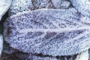 leaves of plants covered with ice crystals. Frost on ground. First frosts. Cold season. Fall cold. photo