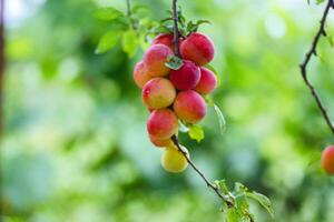 Cereza ciruela o myrobalan prunus cerasifera amarillo maduro drupa, fruta de piedra de en ramas de árbol en verano. huertos durante cosecha de frutas foto