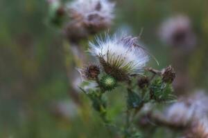 Dried inflorescences and Fluffy seeds thistle flower on a green background. Medicinal plant ecologically clean area. Floral background. photo