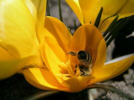 A bee collects nectar from white hyacinth photo