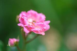 Blurred pink rose. Selected focus on petal of pink garden rose on green background. Blossoming in garden is beautiful flower. photo