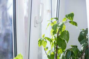 Winter garden on window. Begonia growing in pot on windowsill all year round. Greening premises. begonia leaf. photo