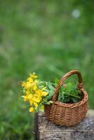 Chelidonium majus, greater celandine, nipplewort, swallowwort or tetterwort yellow flowers in a wicker basket from the vine. Collection of medicinal plants during flowering in summer and spring. Medicinal herbs. photo