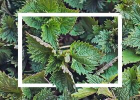 Collected in an environmentally friendly place nettles. Nettle bush in a wicker basket like heart. Place for text. Copy space photo