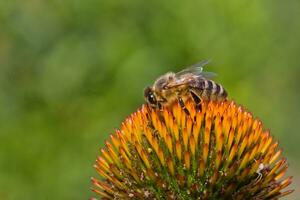 abeja sentado en equinácea foto