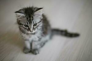 small kitten sits on floor. View from above photo