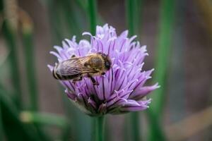 Harmony in the garden A bee and Chive flowers of pollination photo