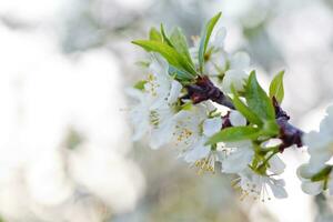 Prunus cerasus, sour cherry, tart , or dwarf, morello, amarelle, Montmorency cherry white delicate flower with young green leaves photo