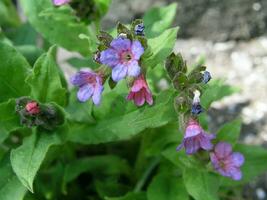 Purple flowers lungwort in the spring.   Flowers lungwort  like photo