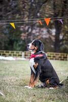 lucky Bernese Berner Sennenhund Big dog on green field. Portrait of large domestic dog. A beautiful animal with a bandana on neck. photo