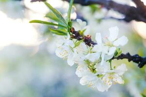 Flowers of Cherry plum or Myrobalan Prunus cerasifera blooming in the spring on the branches. photo