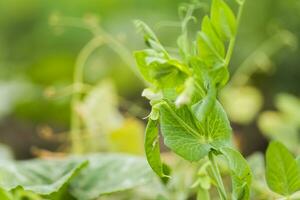 Pisum sativum, pea, garden peas in the garden. Young pea sprouts. Pea pod on bush close-up. Vegetarian food. photo