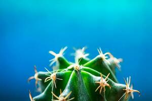 Small green cactus with bent needles on a blue background. photo