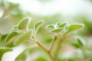 Green fluffy leaves of Aichryson, a tree of love close-up. is genus subtropical plants, mostly native to Canary Islands. Natural background for screensaver photo