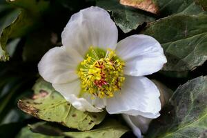 hellebore, hellebores, Helleborus flowering plants in the family Ranunculaceae. photo