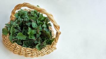 Collected in an environmentally friendly place nettles. Nettle bush in a wicker basket like heart. Place for text. Copy space photo