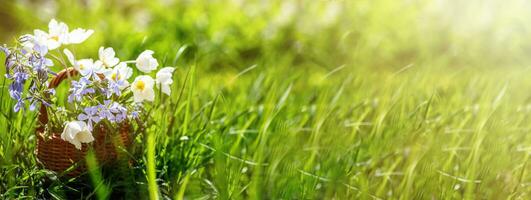 Background with basket full of beautiful colorful flowers windflower, slender speedwell, threadstalk speedwell photo