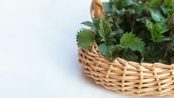 Collected in an environmentally friendly place nettles. Nettle bush in a wicker basket. Place for text. Copy space photo