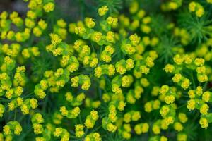 Euphorbia cyparissias, cypress spurge spring flowering herb. ornamental perennial in landscape design garden or park Abstract pattern Top view. Defocused photo