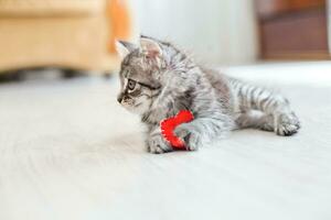 little kitten lies on the floor and holds a red heart in its paws. Love for pets. Animal care. photo