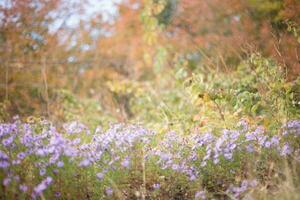 Symphyotrichum dumosum, rice button aster or bushy aster against background of autumn forest. Autumn background. last flowers. photo